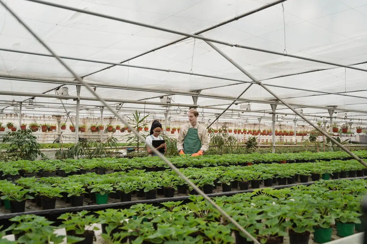Workers in a European greenhouse